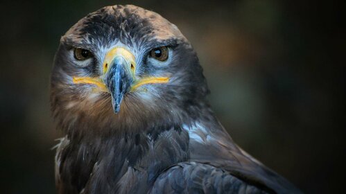 sortie RAPACES