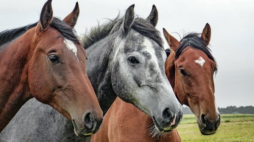 EXPO CHEVAUX