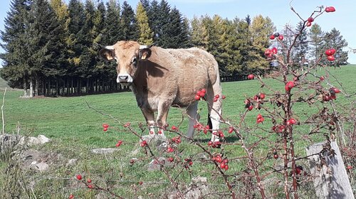 Tersons d'Aubrac