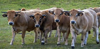 Syndicat des Eleveurs d'Aubrac