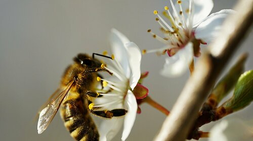 Exposition : Les abeilles